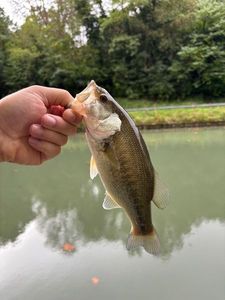 Smallmouth Bass