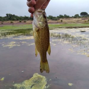 Largemouth Bass