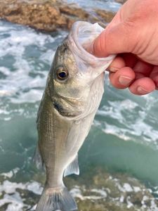 European Bass (Seabass)