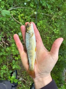 Brown Trout