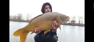 Mirror Carp