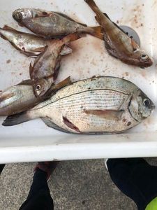 Black Seabream