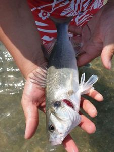 European Bass (Seabass)