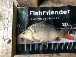 Mirror Carp