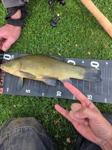 Tench
