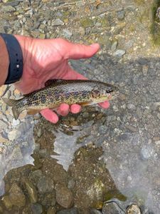 Coral Trout