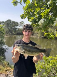 Largemouth Bass