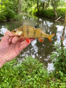 European Perch