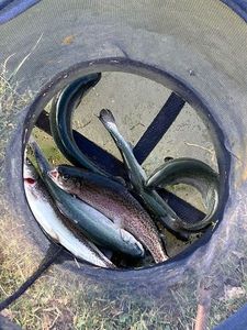 Rainbow Trout