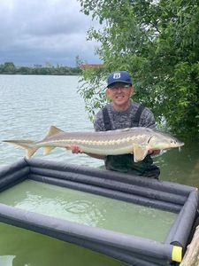 Sturgeon