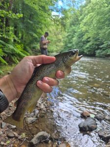 Brown Trout