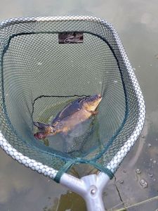 Leather Carp