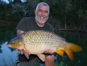 Common Carp