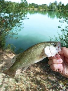 Largemouth Bass