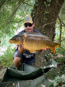 Common Carp
