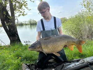Common Carp