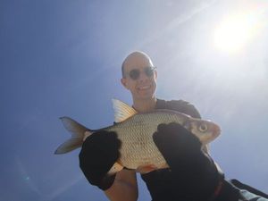 Common Bream