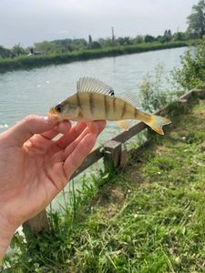 European Perch
