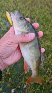 European Perch