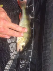 European Perch