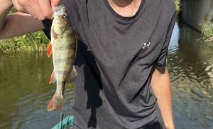 European Perch