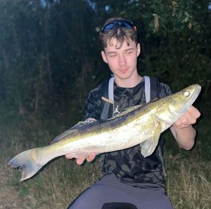 Zander