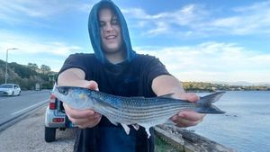 Golden grey mullet