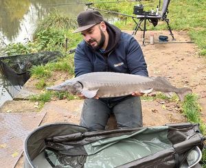 Sturgeon