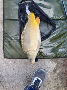 Mirror Carp