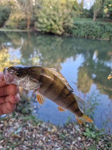 European Perch