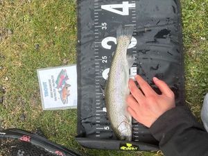 Rainbow Trout
