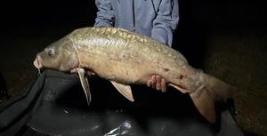 Mirror Carp