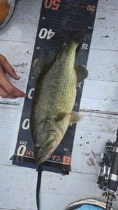 Largemouth Bass