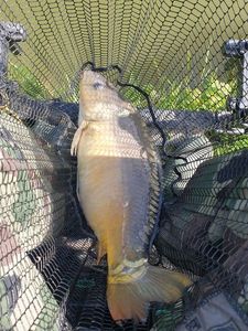 Mirror Carp