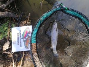 Rainbow Trout