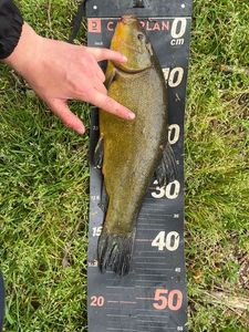 Tench