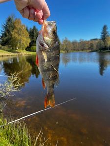 European Perch