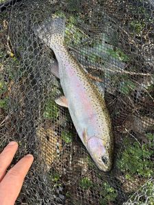 Rainbow Trout