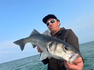European Bass (Seabass)
