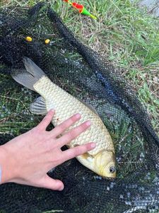 Crucian Carp