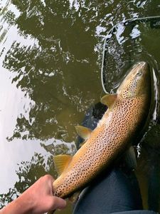 Brown Trout