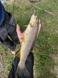 Brown Trout