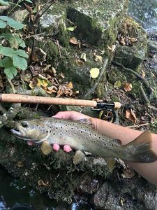 Brown Trout