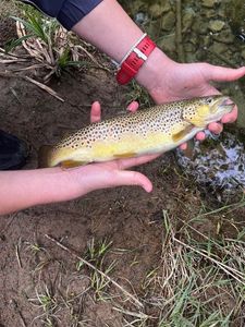 Brown Trout
