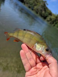 European Perch