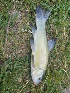 Tench