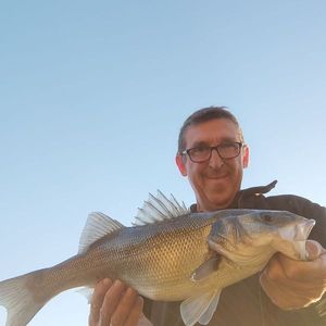 European Bass (Seabass)
