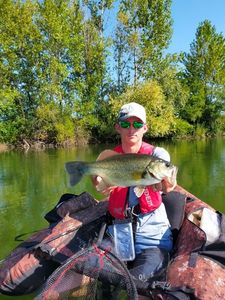 Largemouth Bass