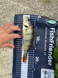European Perch