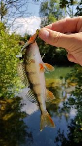 European Perch caught by Robin Monkey Fishing